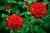 product-65deee9057f14nawoz-na-roze-1024x678.jpg
