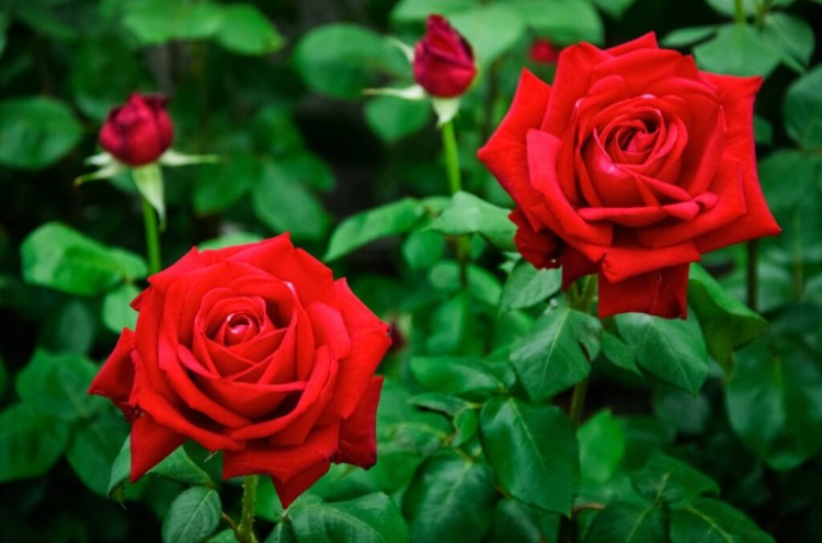 product-65deee9057f14nawoz-na-roze-1024x678.jpg