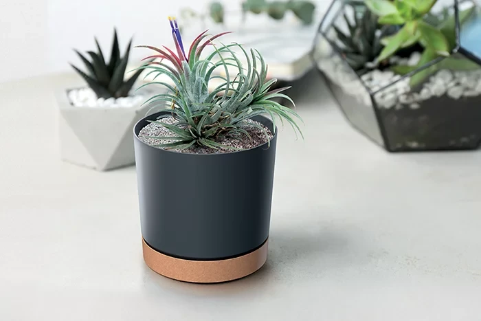 732b19440aa45d45a79761ed552640d8.webp