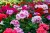 product-65deee1c57e43nawoz-do-pelargonii.jpg