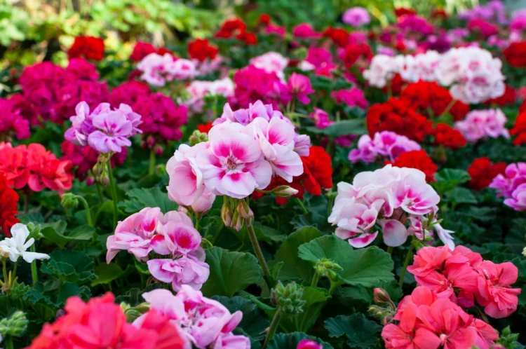 product-65deee1c57e43nawoz-do-pelargonii.jpg