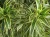 product-65deee15ab6a7nawoz-do-palm,juk-i-dracen.jpg