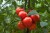 product-65deee21a6359nawoz-do-pomidorow-i-papryki.jpg