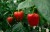 product-65deef43afbc3nawoz-do-pomidorow-i-papryki.jpg