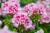 product-65deef3fe3b81nawoz-do-pelargonii.jpg