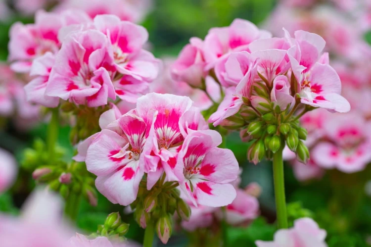 product-65deef3fe3b81nawoz-do-pelargonii.jpg