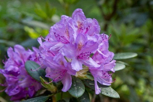 product-65deedf670c6enawoz-do-rododendronow,rozanecznikow-i-azalii.jpg