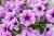 product-65deee32967ecnawoz-do-surfinii.jpg