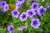 product-65deef4de2677nawoz-do-surfinii-1024x683.jpg