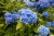 product-65deef2b9c08dhortensja-niebieska.jpg