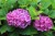 product-65deedfe91641nawoz-na-hortensje.jpg