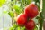product-65deee861942fnawoz-na-pomidory-i-papryke.jpg