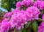 product-65deedf03dde4nawoz-na-rododendrony,rozaneczniki-i-azalie.jpg