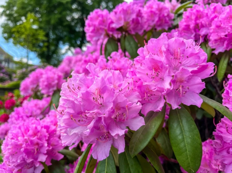 product-65deedf03dde4nawoz-na-rododendrony,rozaneczniki-i-azalie.jpg